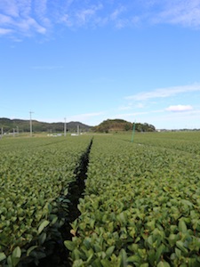 Beautiful tea field in Kagoshima, Japan