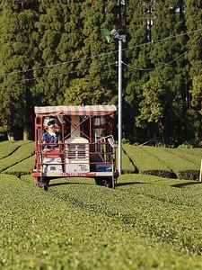Negotiating the tea landscape.