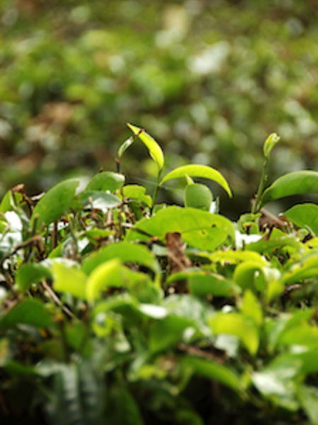 Tea harvests heavily depend on favorable weather.