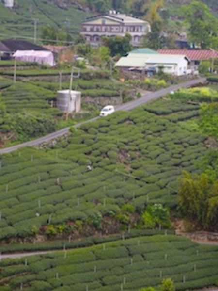 High Mountain Tea Garden in Taiwan