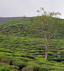 Lush, green Darjeeling hills.