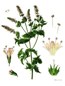 Spearmint illustrated by  Franz Eugen Kohler 1887