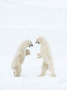 Bears, discussing our wastefulness.