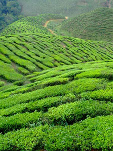 Indian Tea Plantation