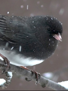 Beautiful Snowbird!