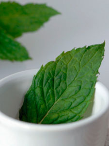 Freshly Picked Peppermint Leaves