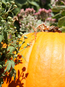 Autumn Pretties