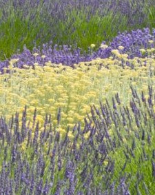Dreamy lavender.