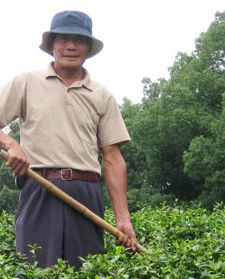  Dragonwell Farmer Yao Fu Yun in Hangzhou, China