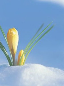 Oolongs pair well with flowers and snow squalls