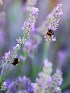 Keeping the shopper bees happy!