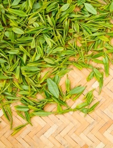 A universe of leafy goodness in a basket.