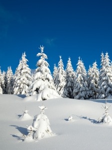 Brrr! Tea makes the perfect anti-freeze.