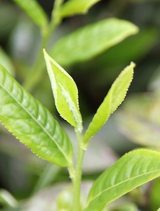 These buds are reaching new heights!