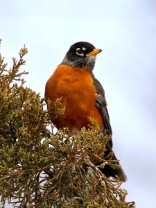 Spring is coming! Robin said so!