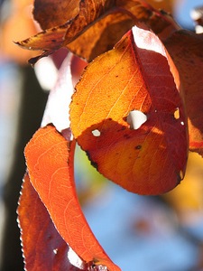 Autumn beauty