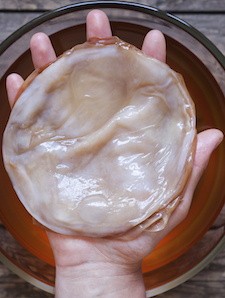 SCOBY or Symbiotic Culture Of Bacteria and Yeast