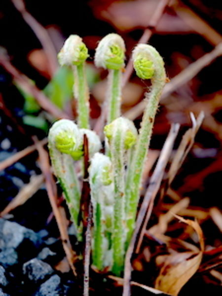 Green Spring Sprouts