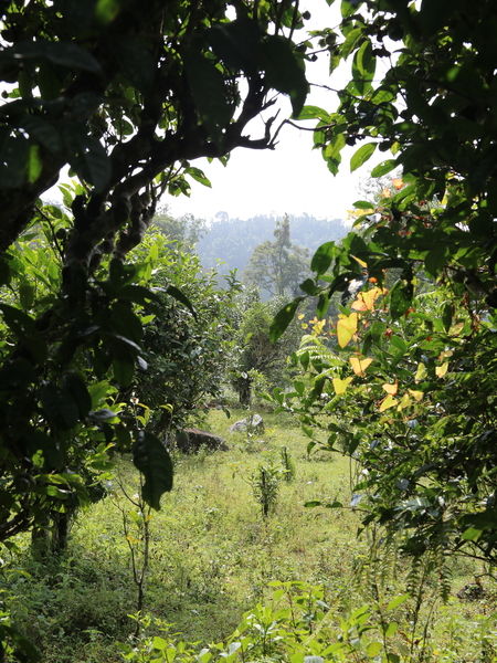 View from and Ancient Tea Tree Forest, Vietnam