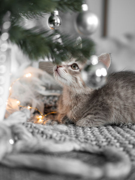 Create a Quiet Zone to recuperate - kittens are optional.