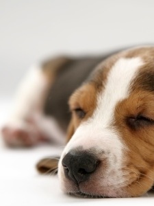 Sweet Dreams If we could all sleep like a pup...