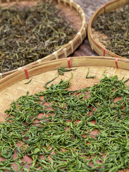 The best green teas are spring harvests