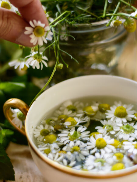Chamomile is the queen of calming herbs.