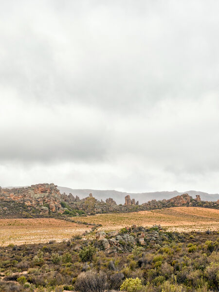 Rooibos of both kinds growth in fynbos (heathland) areas of South Africa.