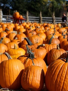Pumpkin or Die! Pumpkin Invasion!