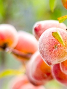 Feeling Peachy Prepare for peach cravings.