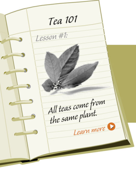 Take Your Staff Back to School with TeaClass Imbue your team with tea knowledge!